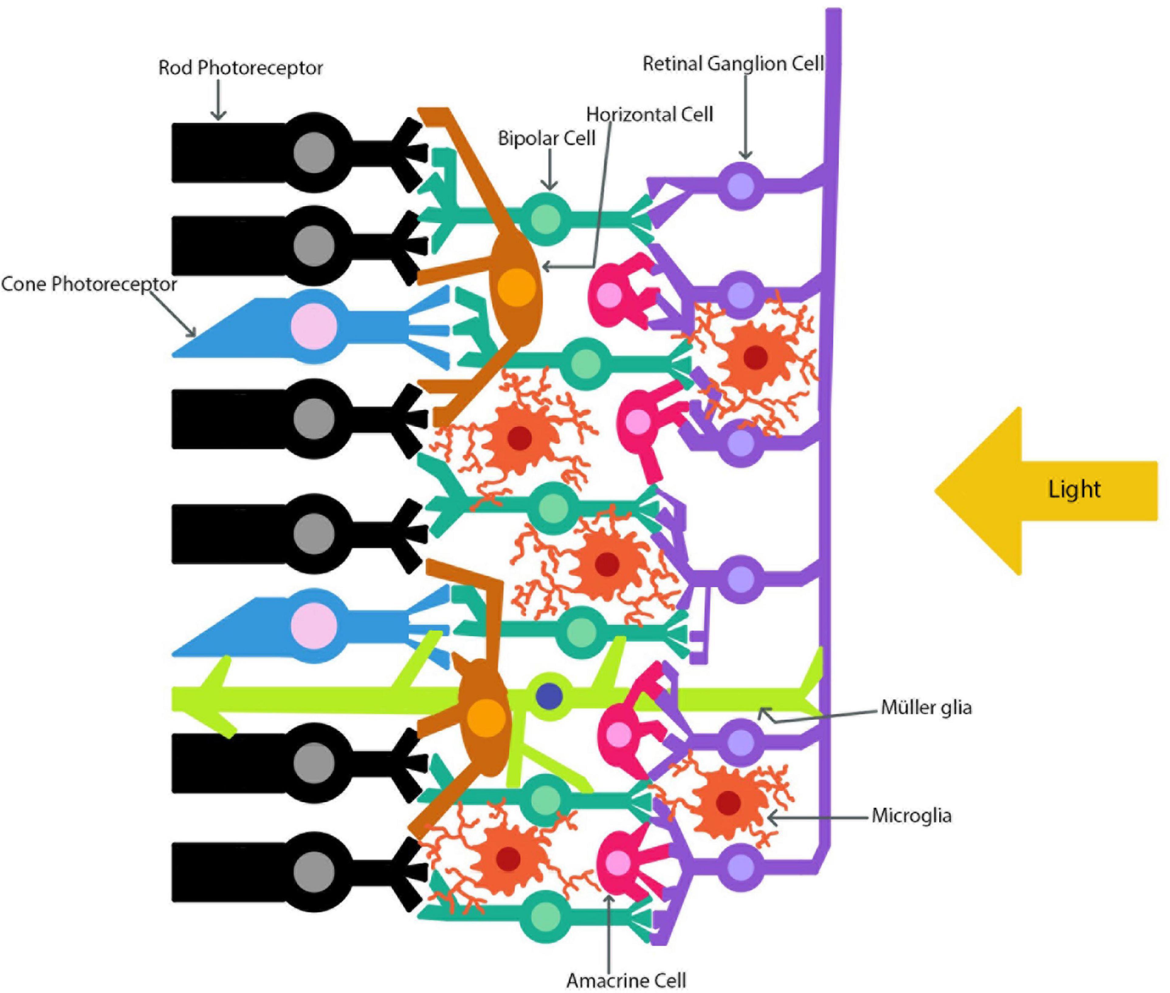 Oxidative stress in the brain and retina after traumatic injury